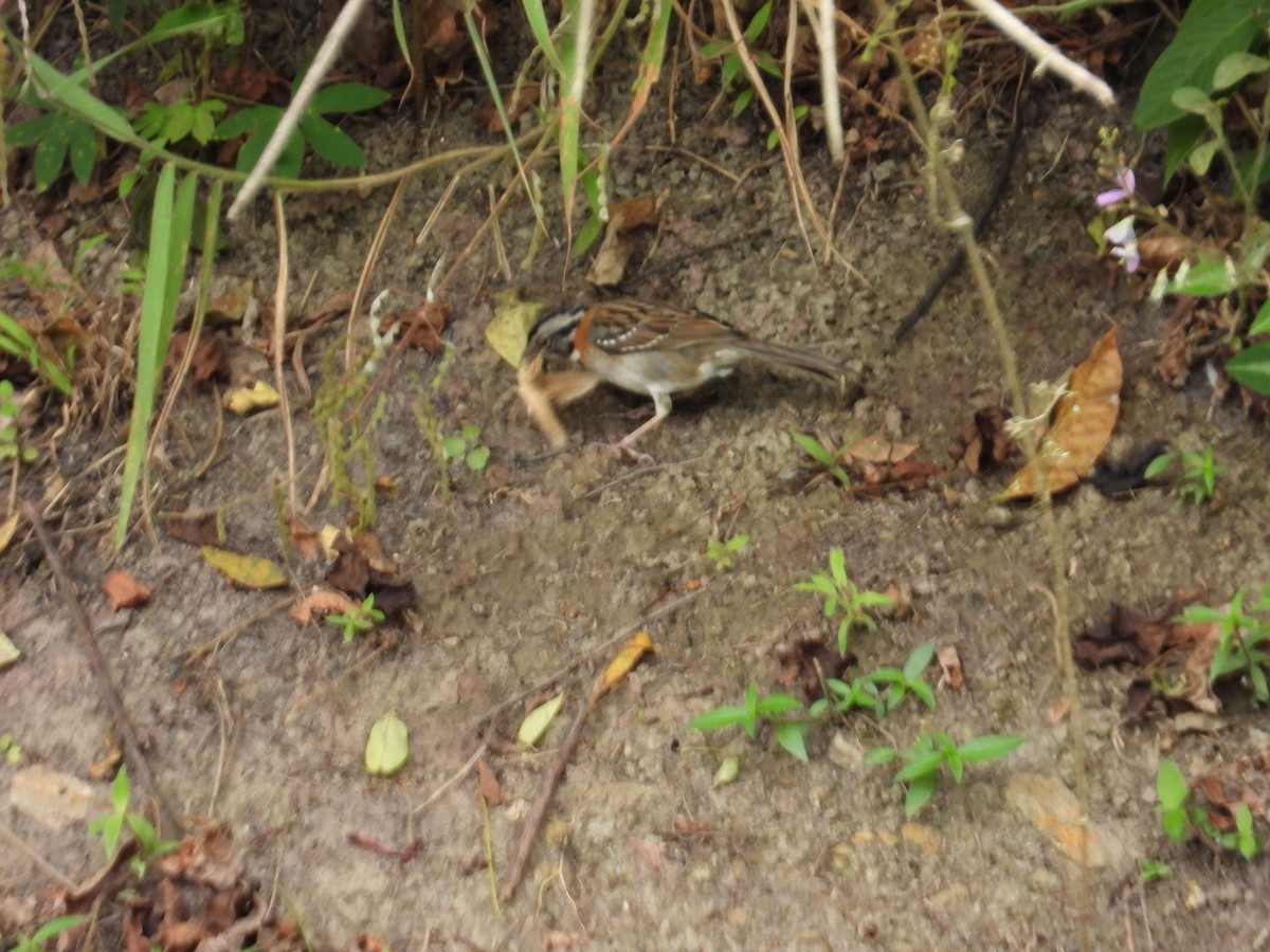 Rufous-collared Sparrow - ML646556304