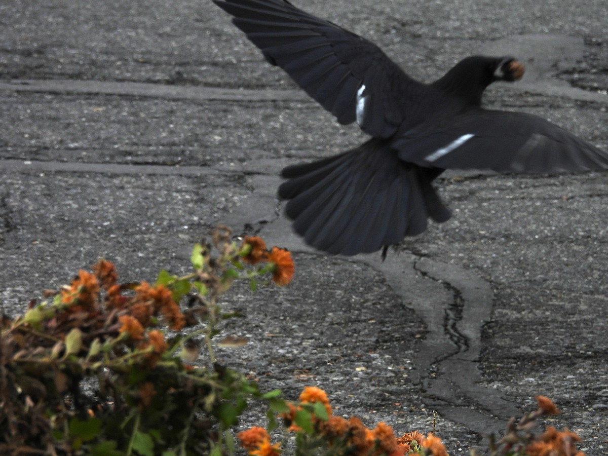 Amerikakrähe - ML646556305