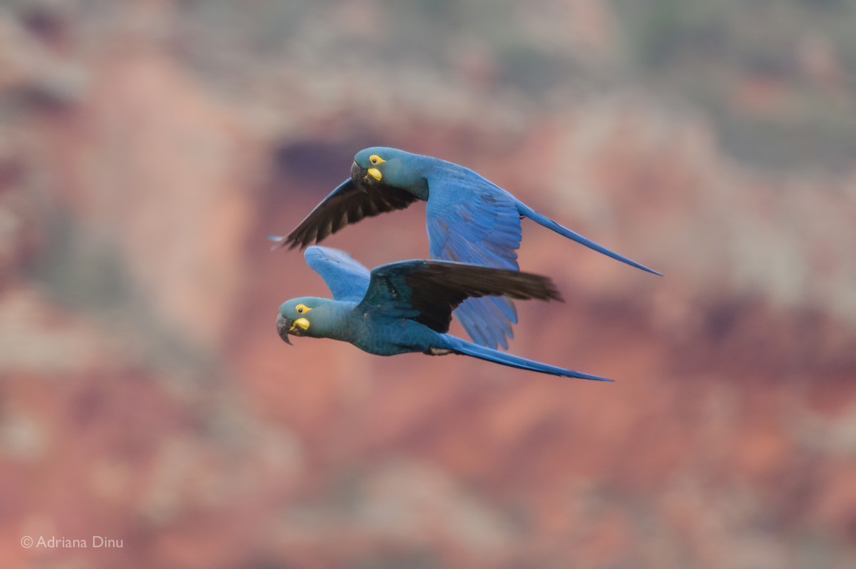 Indigo Macaw - ML646556307