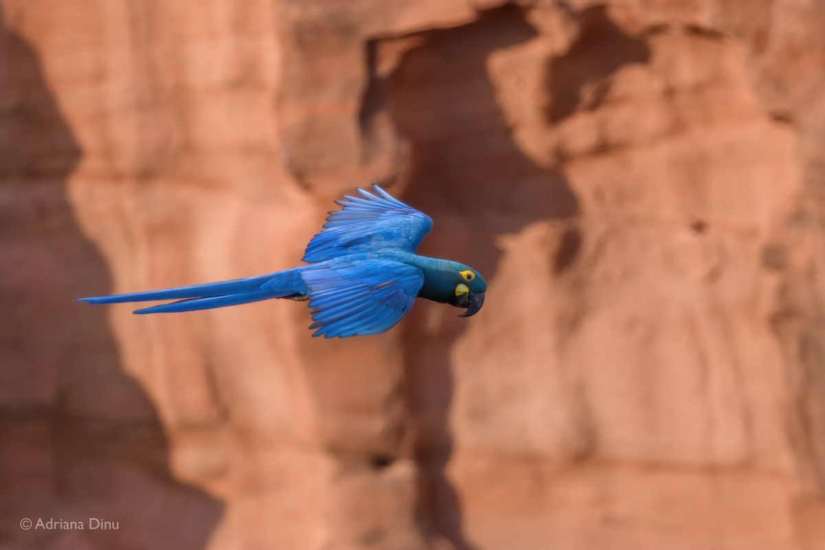 Indigo Macaw - ML646556308