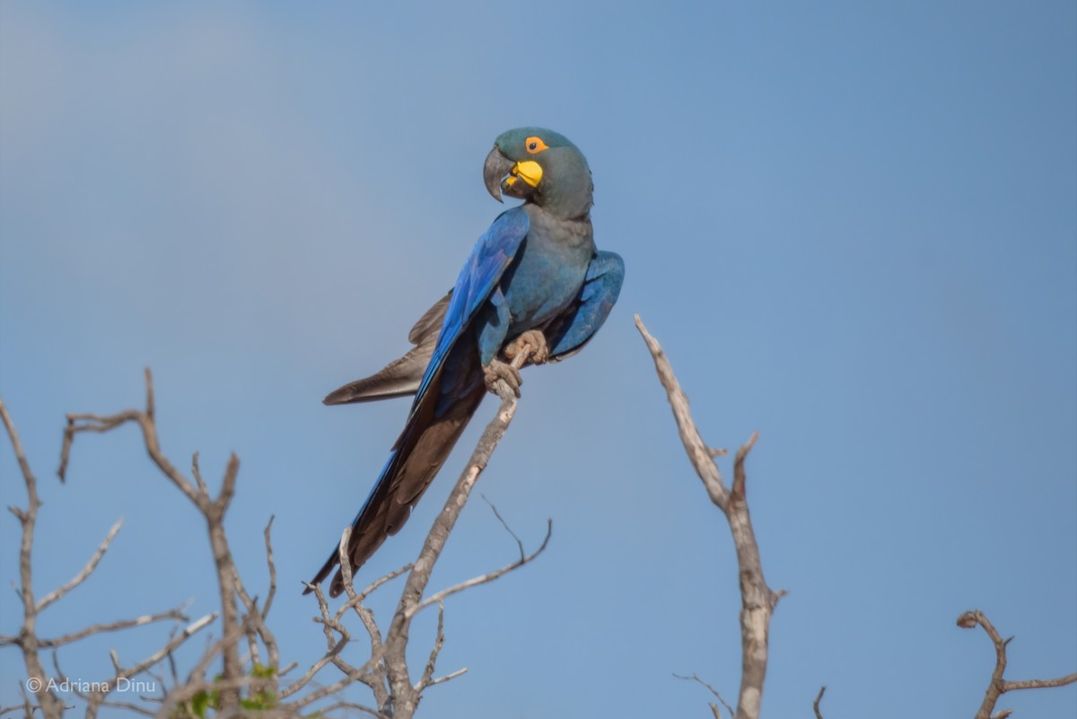 Indigo Macaw - ML646556309