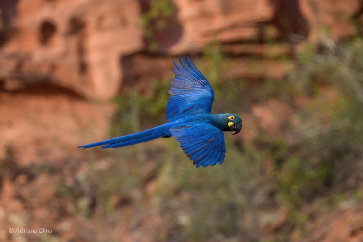 Indigo Macaw - ML646556310