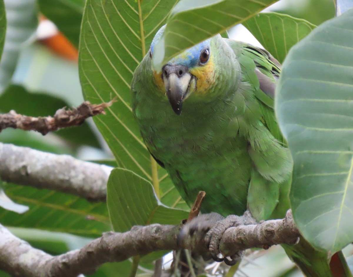 Orange-winged Amazon - ML646556311