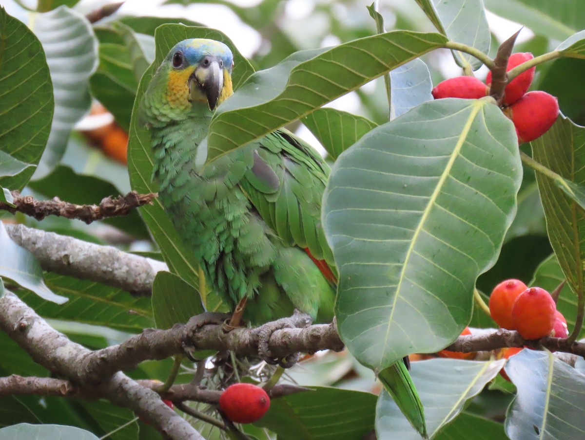 Orange-winged Amazon - ML646556312