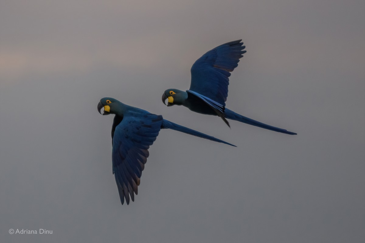 Indigo Macaw - ML646556313