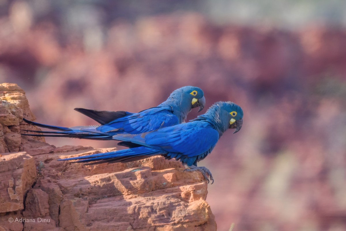 Indigo Macaw - ML646556314