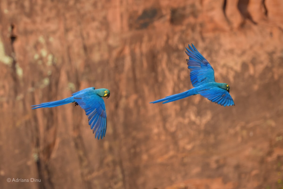 Indigo Macaw - ML646556315