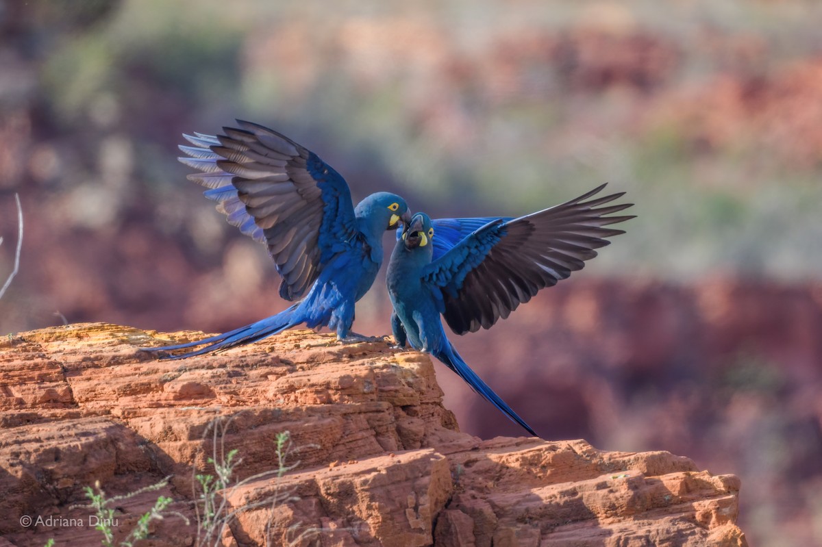 Indigo Macaw - ML646556316