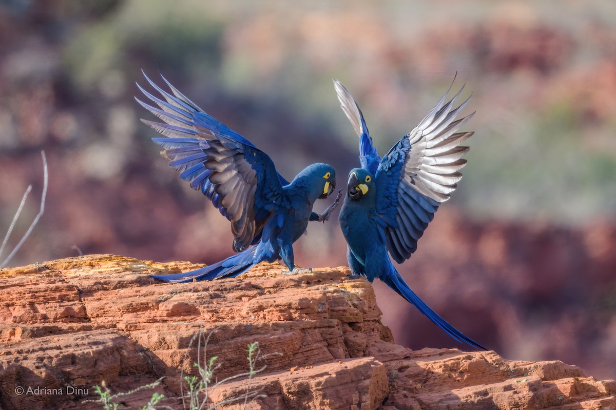 Indigo Macaw - ML646556317