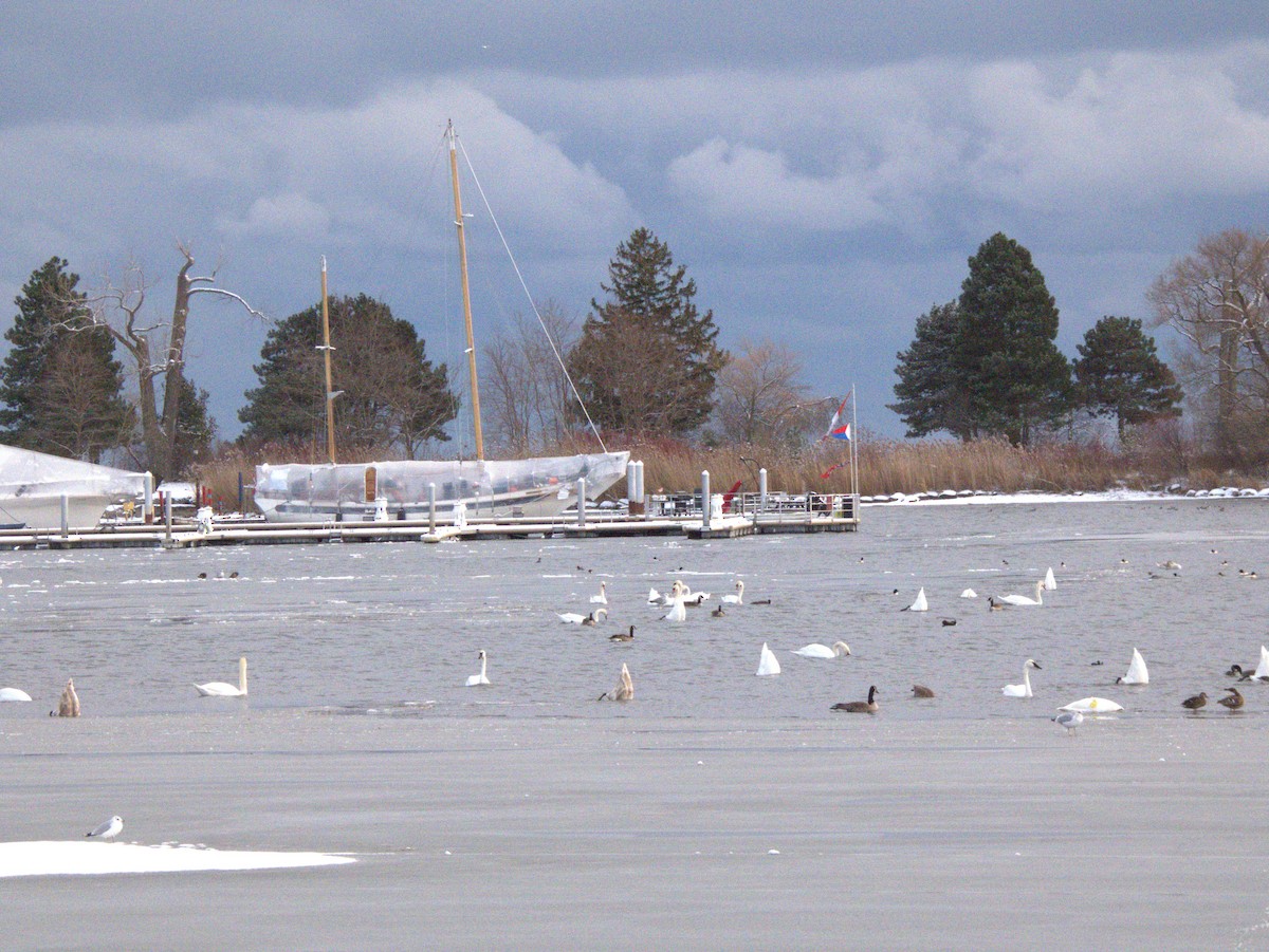 ナキハクチョウ - ML646556318