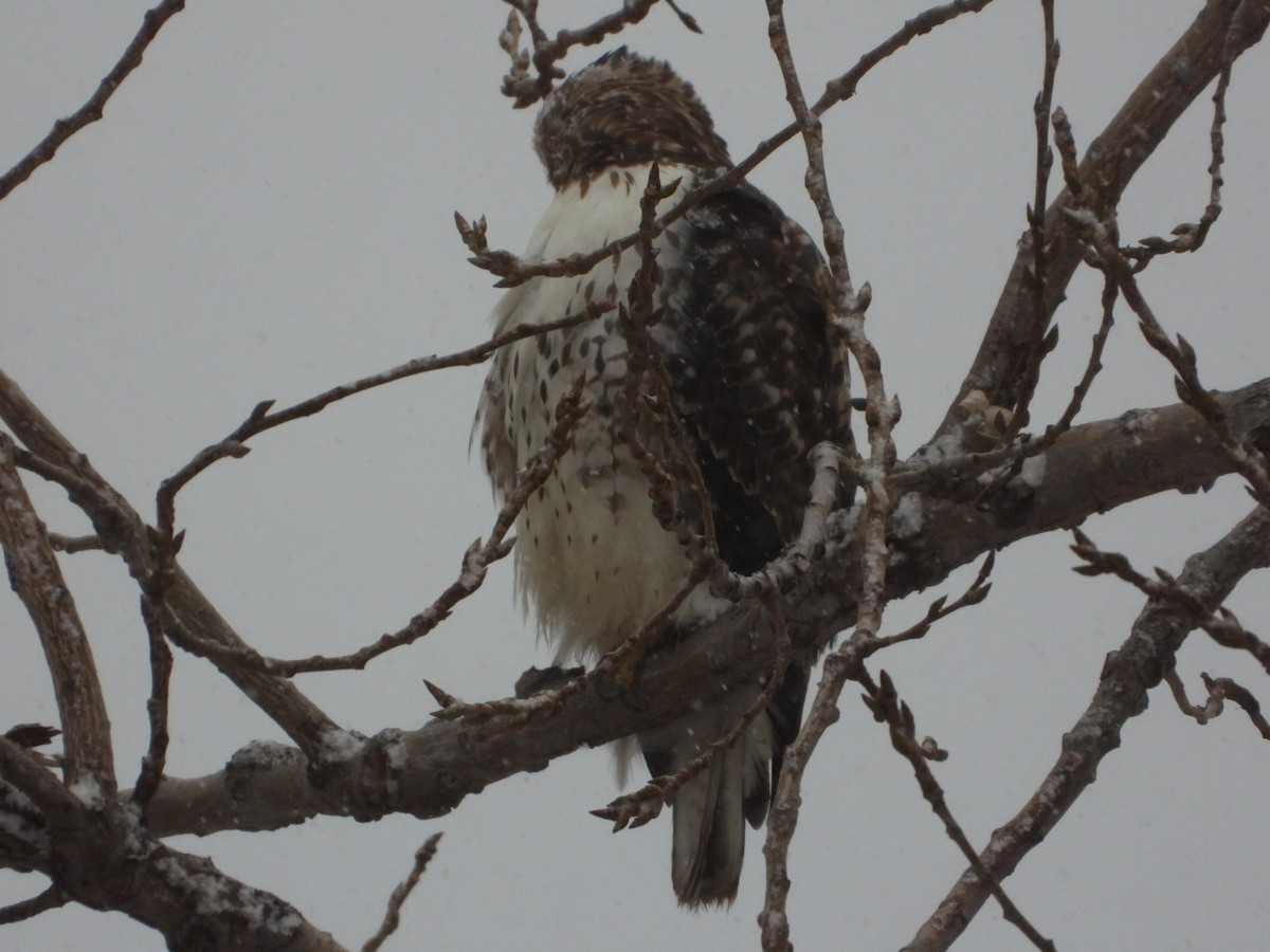 Red-tailed Hawk - ML646556319