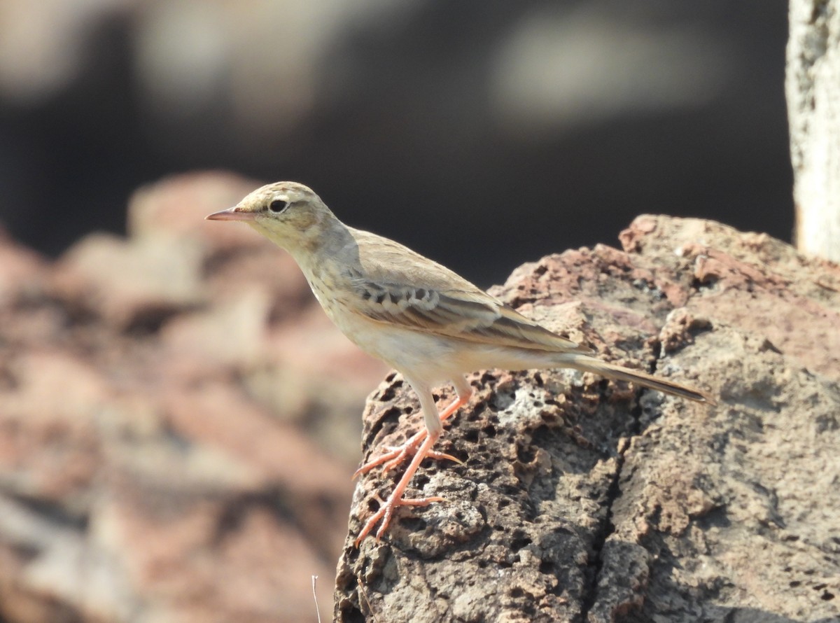 ムジタヒバリ - ML646556325