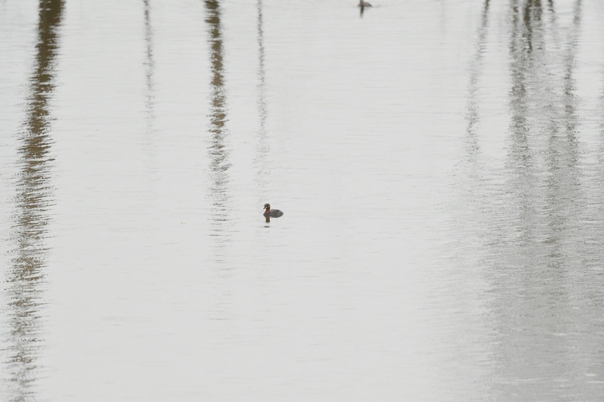 Little Grebe (Tricolored) - ML646556333