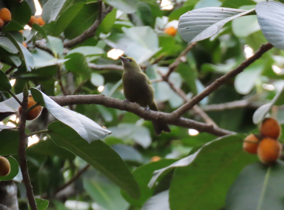 Palm Tanager - ML646556339