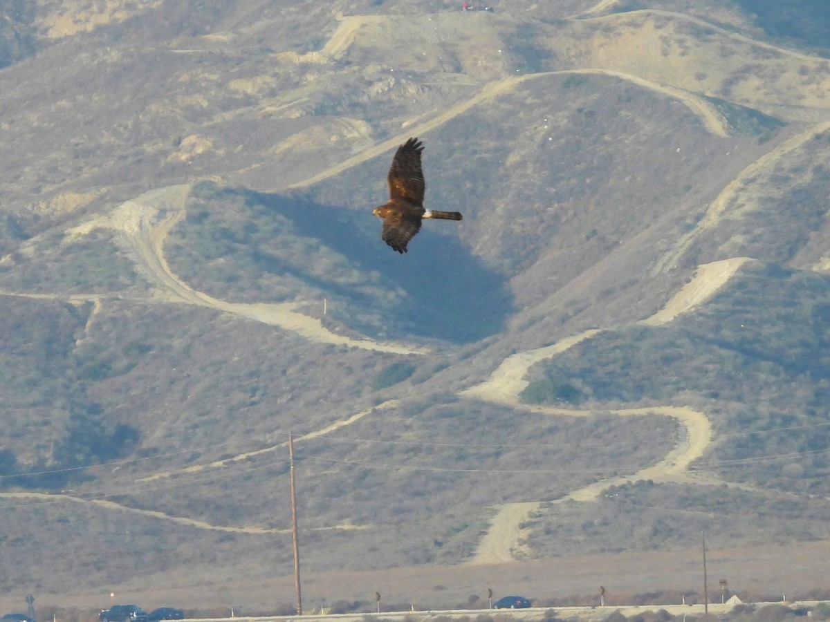 Northern Harrier - ML646556341