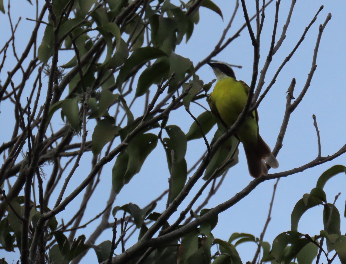 Social Flycatcher - ML646556342