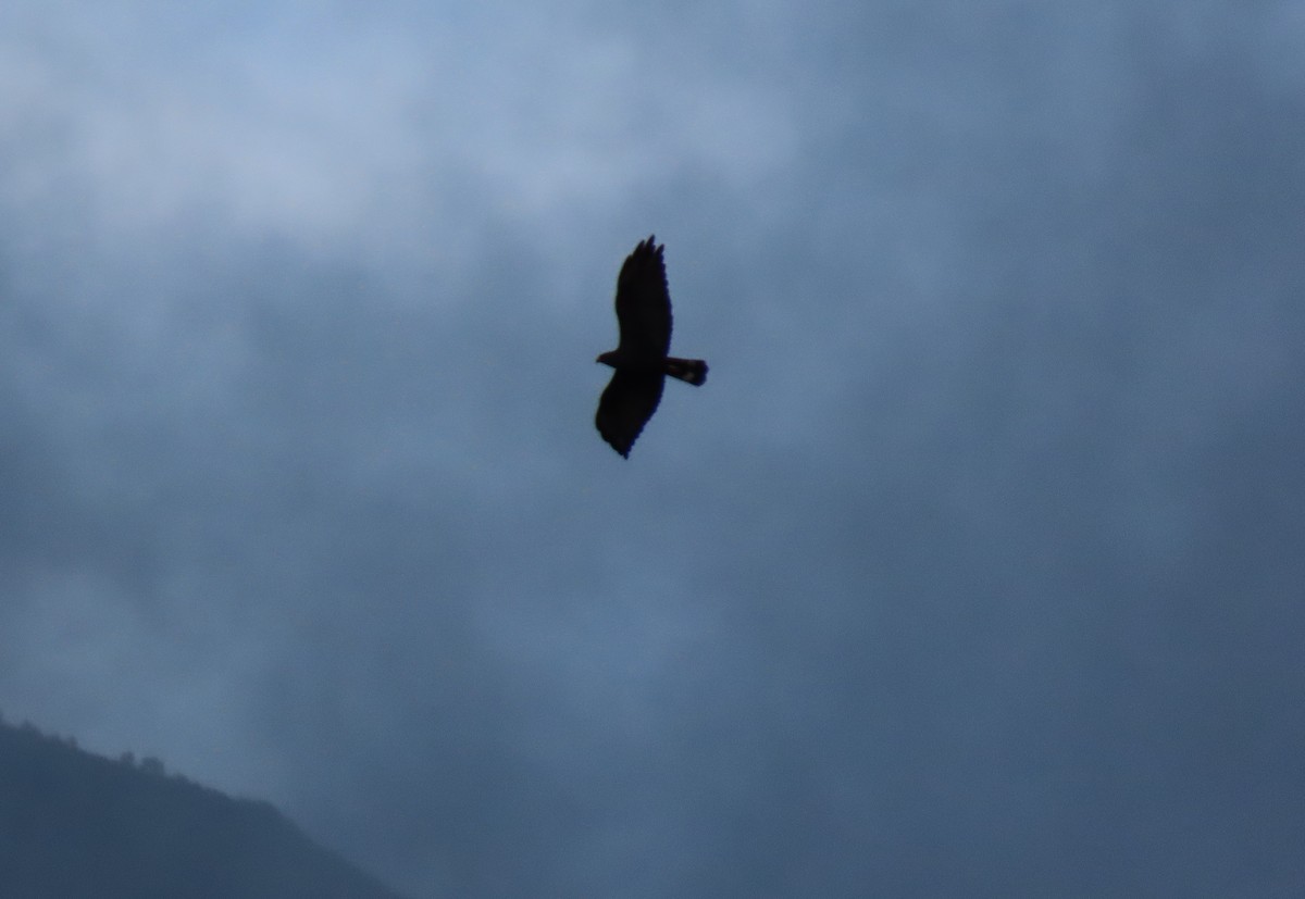 Zone-tailed Hawk - ML646556343