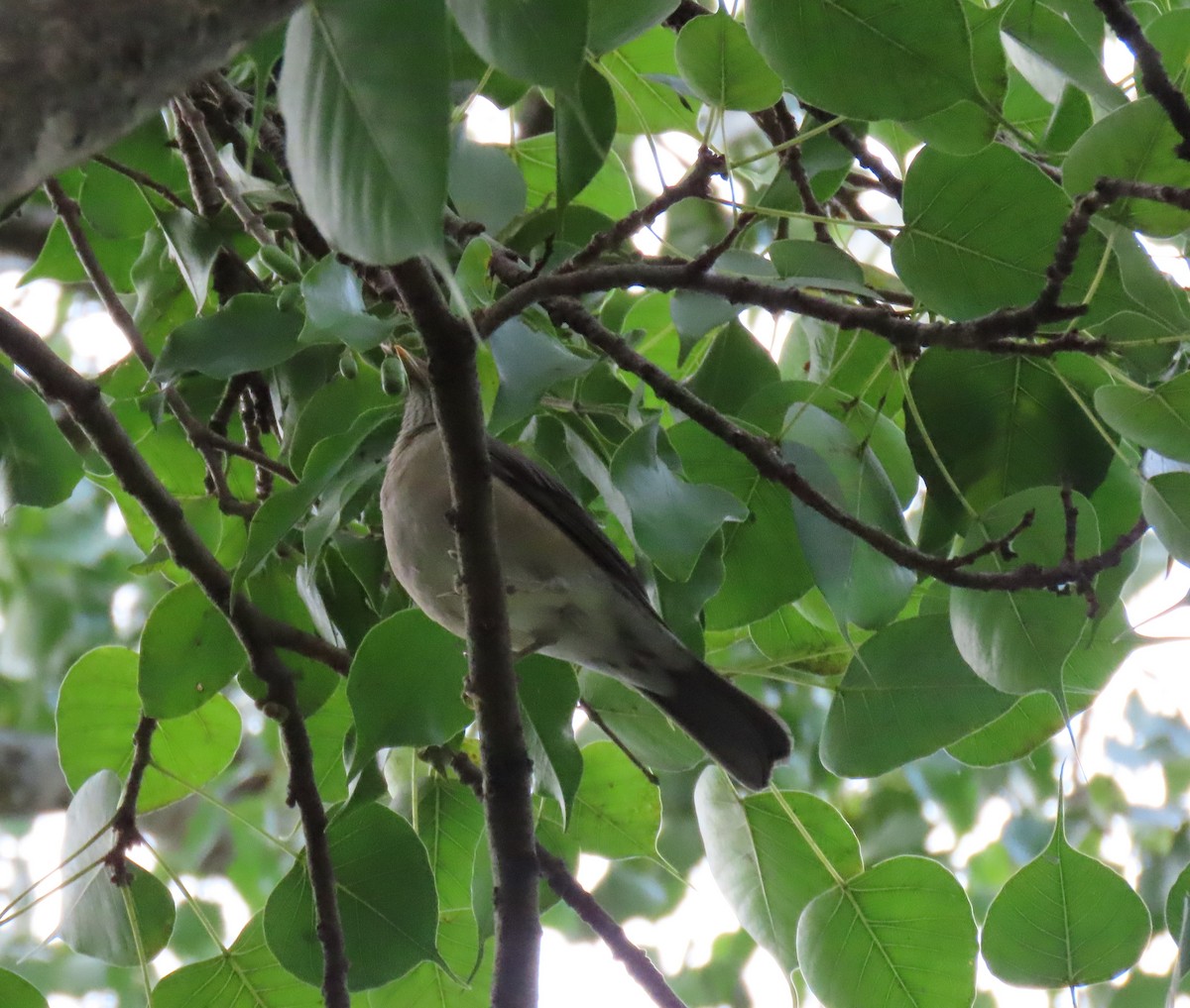 Spectacled Thrush - ML646556347