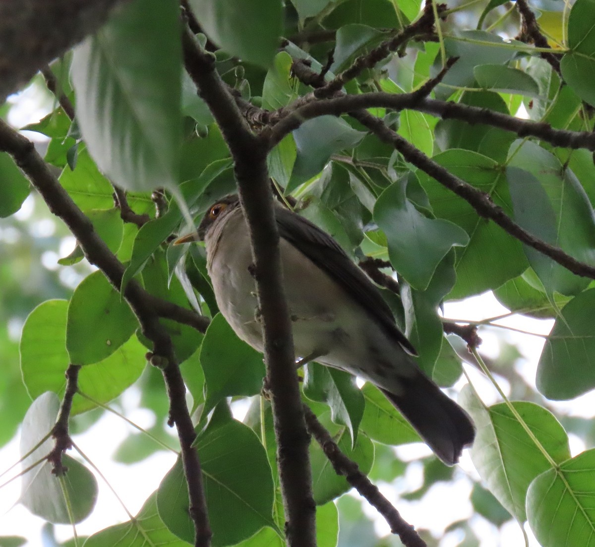 Spectacled Thrush - ML646556348
