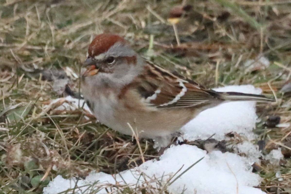 American Tree Sparrow - ML646556350
