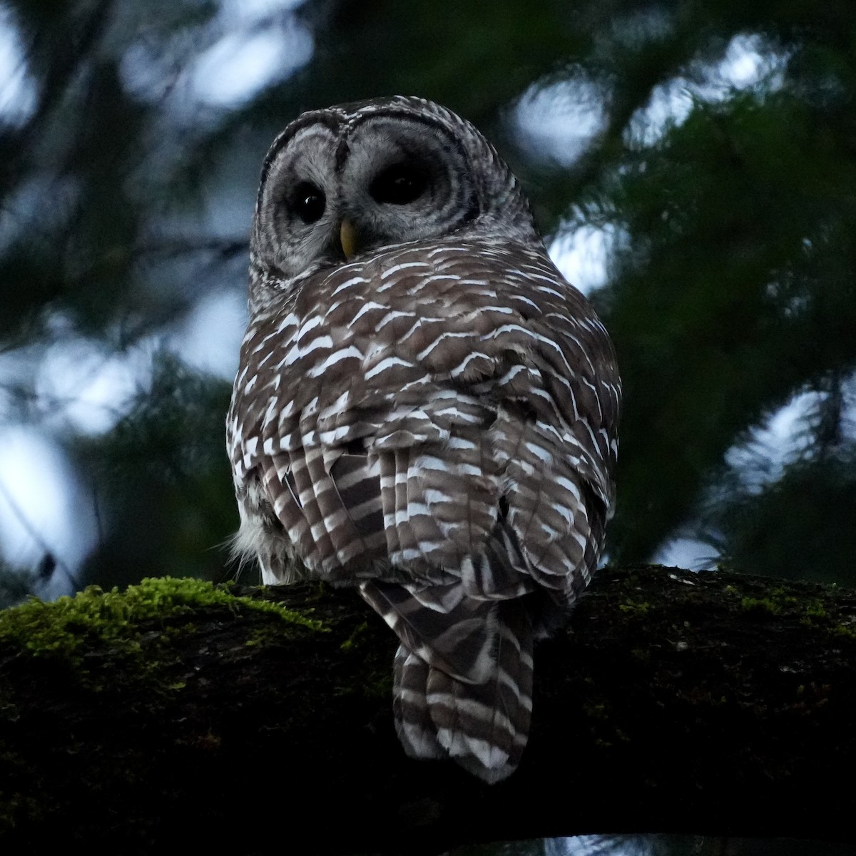 Barred Owl - ML646556353