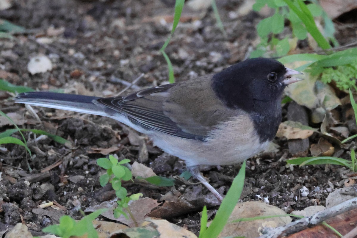 Dark-eyed Junco (Oregon) - ML646556355