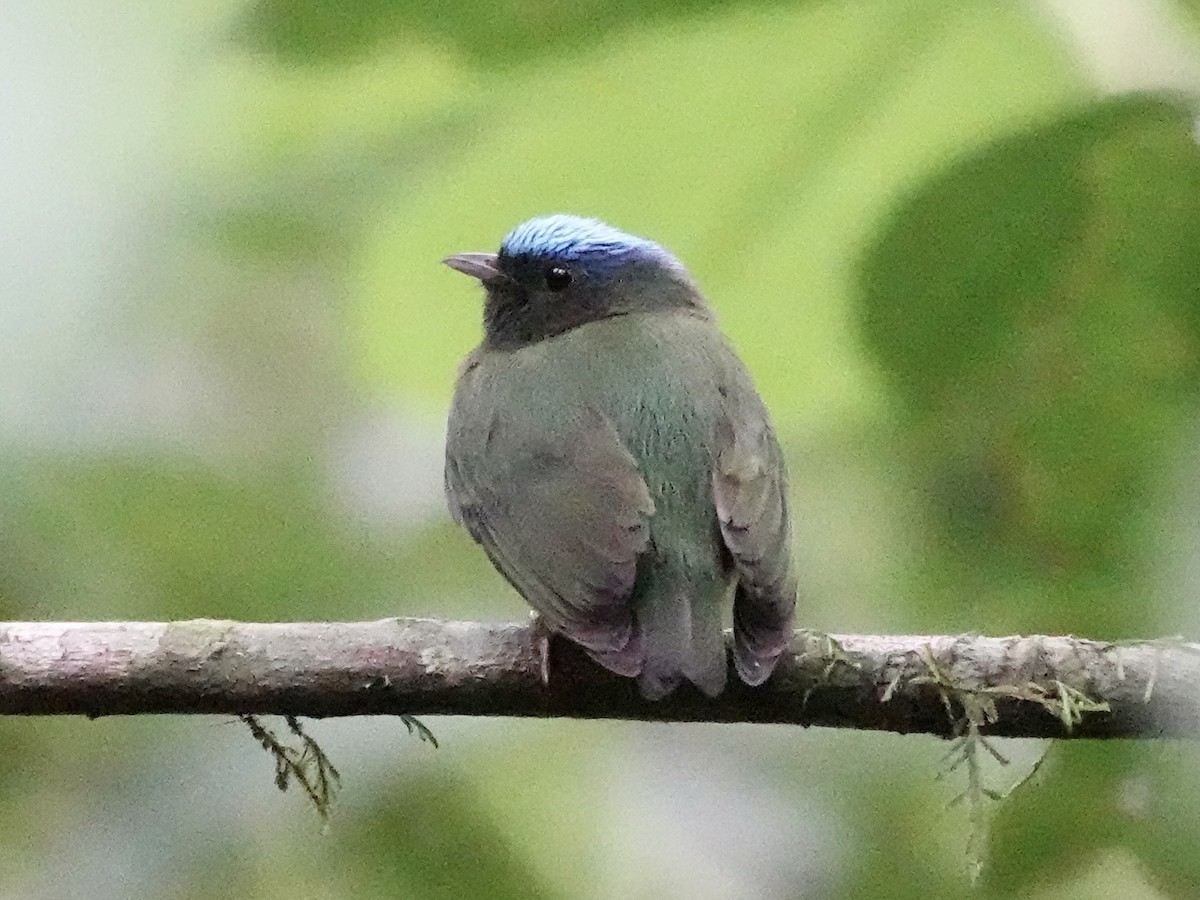 Blue-capped Manakin - ML646556367