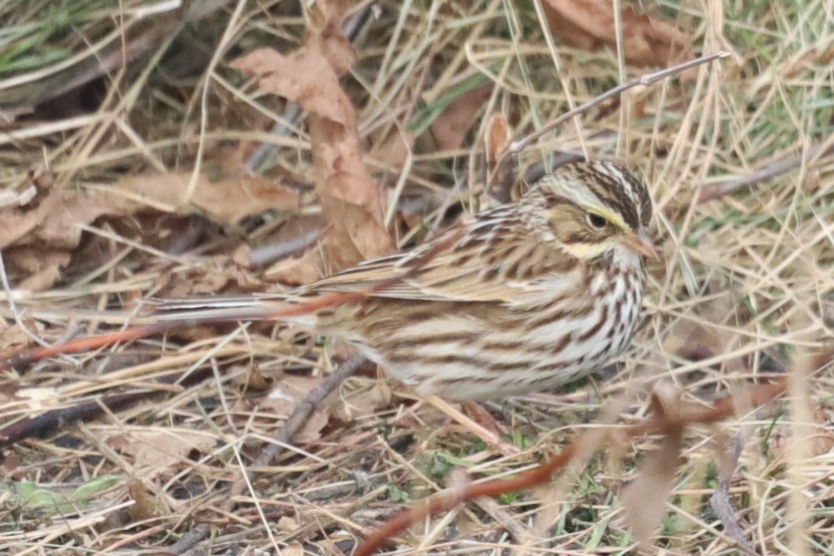 Savannah Sparrow - ML646556369