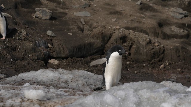 Adelie Penguin - ML646556370