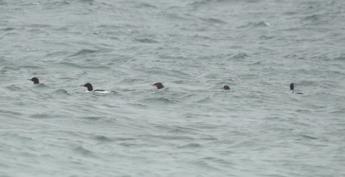 Common Merganser - ML646556371