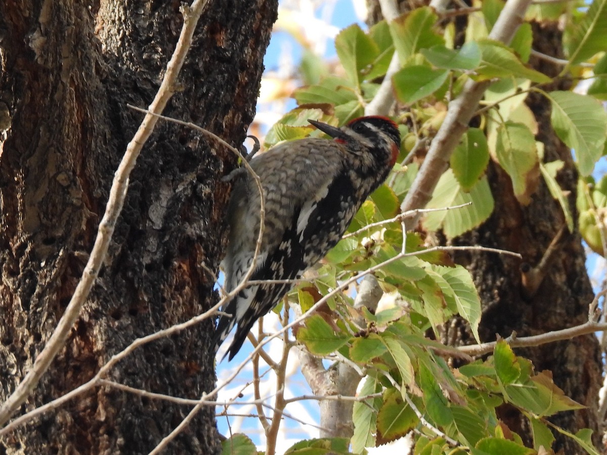 Chupasavia Nuquirrojo - ML646556373