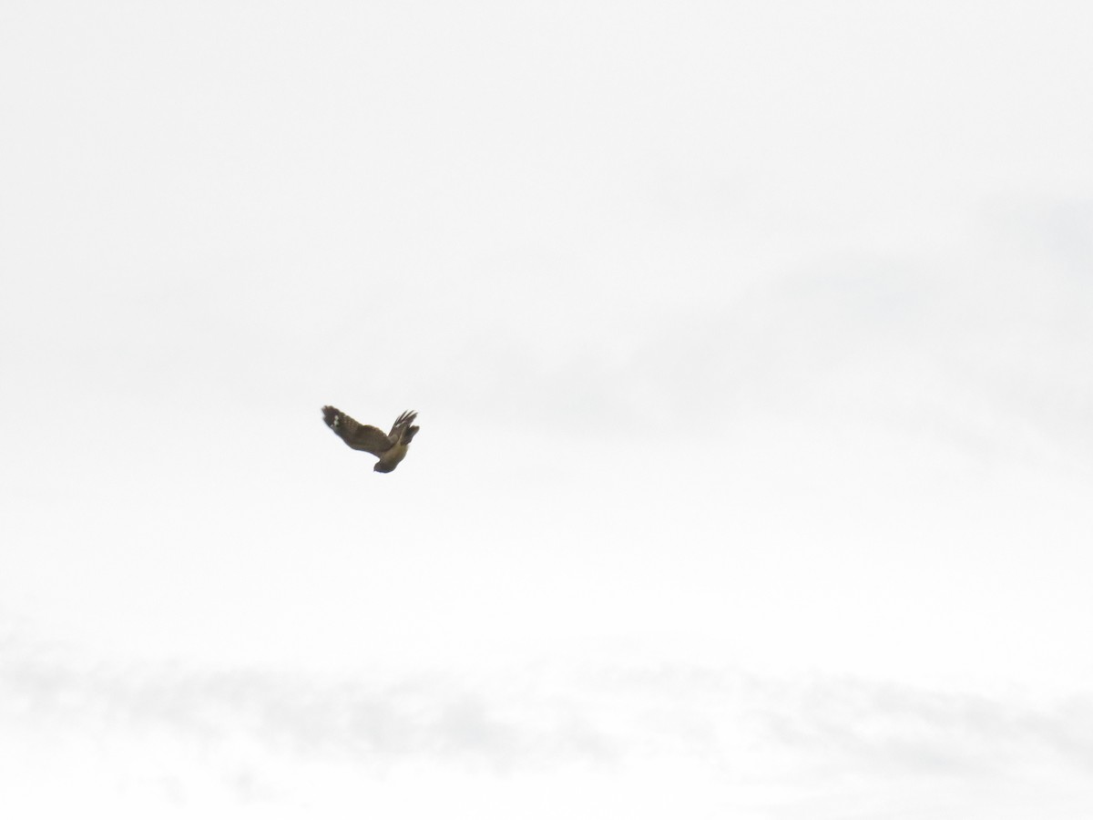 Savanna Nightjar (Sunda) - ML646556375