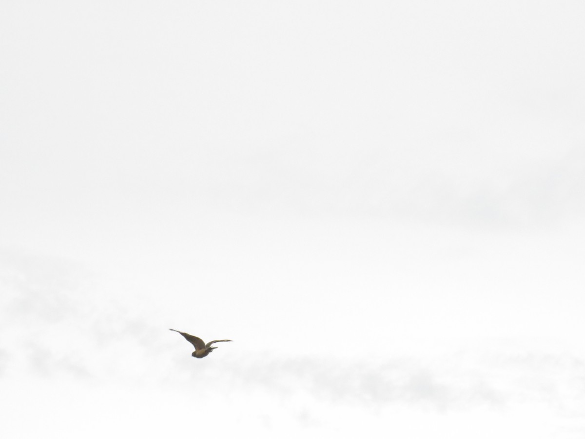 Savanna Nightjar (Sunda) - ML646556376