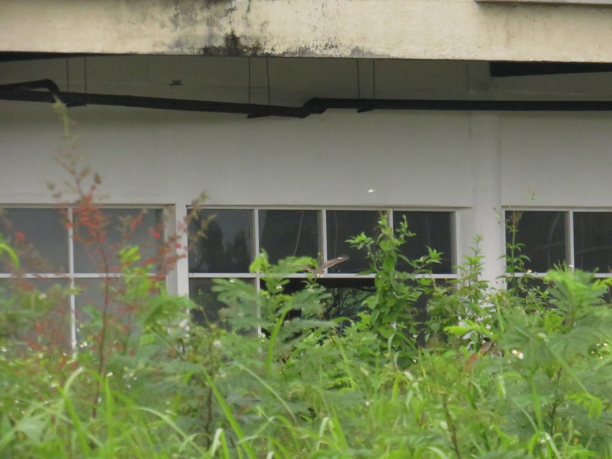 Savanna Nightjar (Sunda) - ML646556377