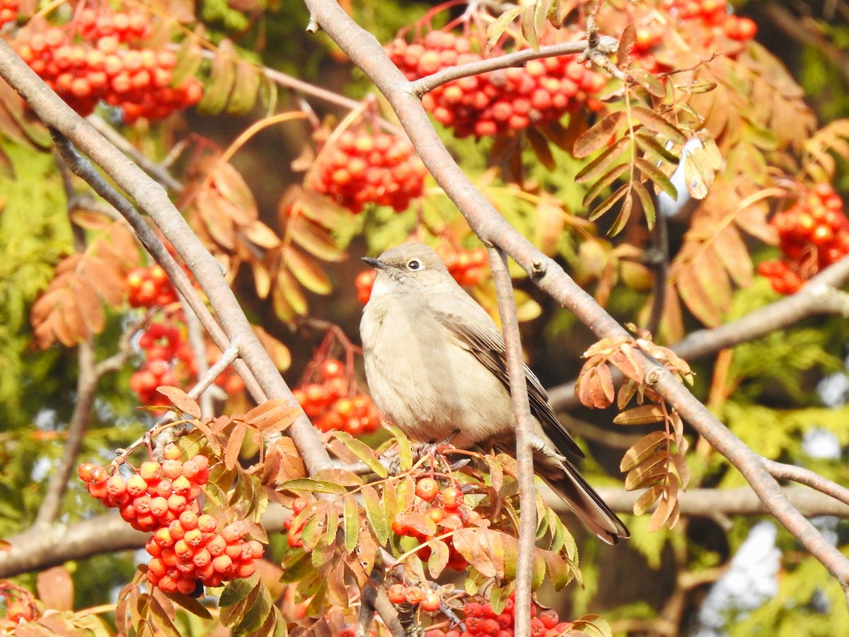 Townsend's Solitaire - ML646556383