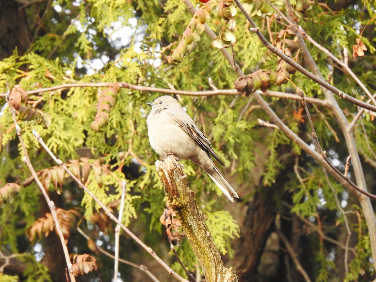 Townsend's Solitaire - ML646556384