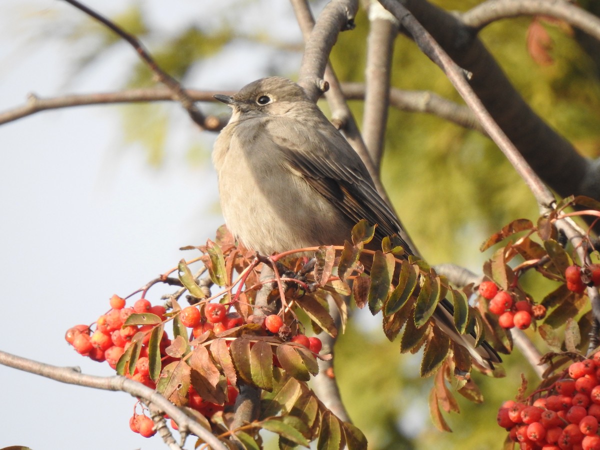 Townsend's Solitaire - ML646556385