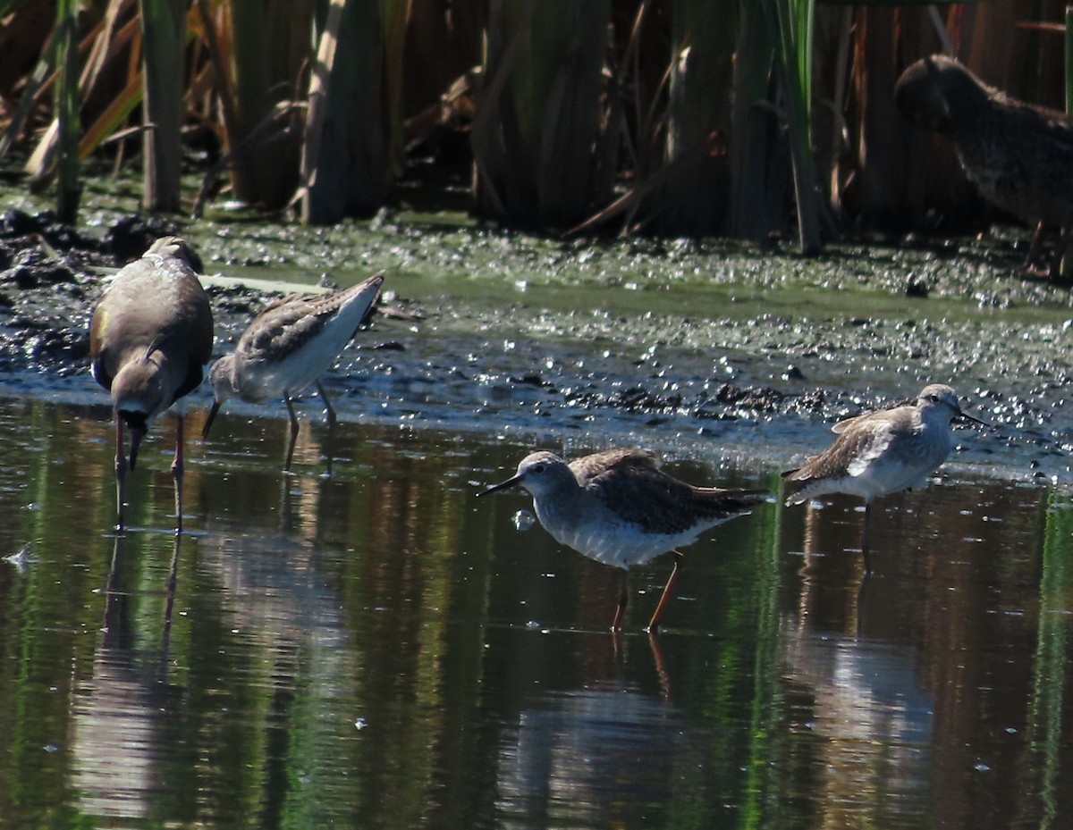 Lesser Yellowlegs - ML646556386