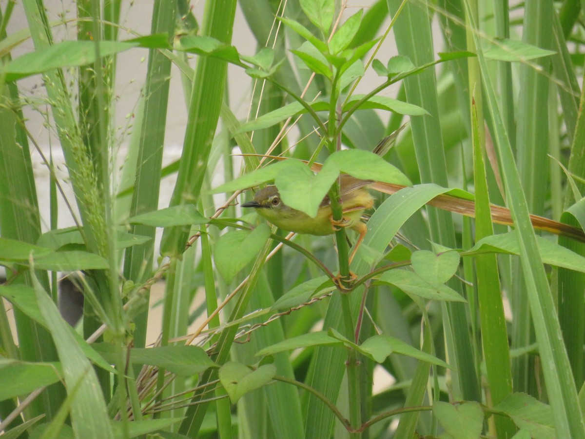 Yellow-bellied Prinia - ML646556387