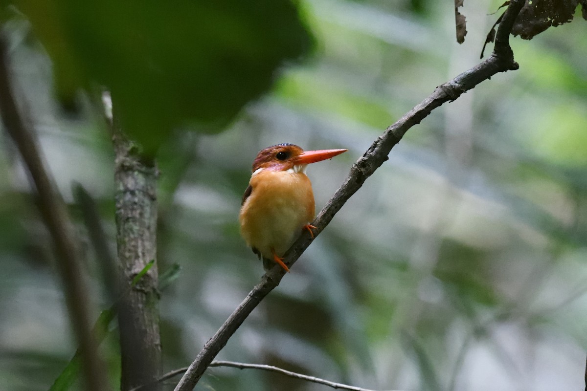 Sulawesi Dwarf-Kingfisher - ML646556388