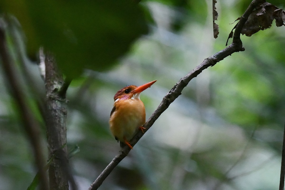 Sulawesi Dwarf-Kingfisher - ML646556389