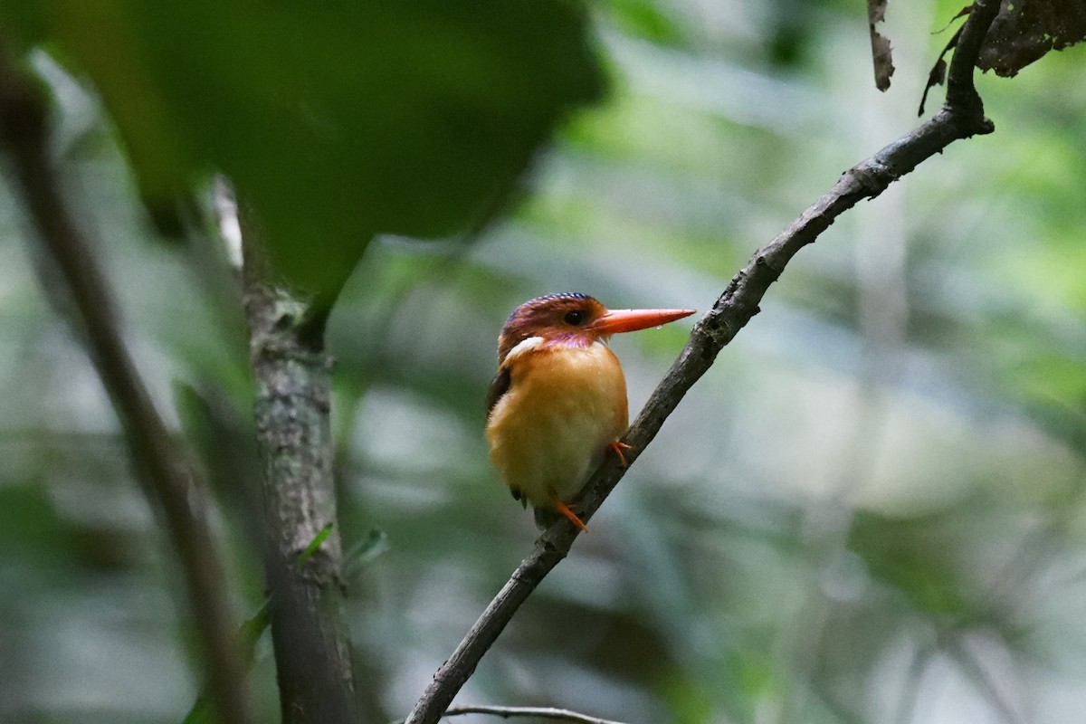 Sulawesi Dwarf-Kingfisher - ML646556390