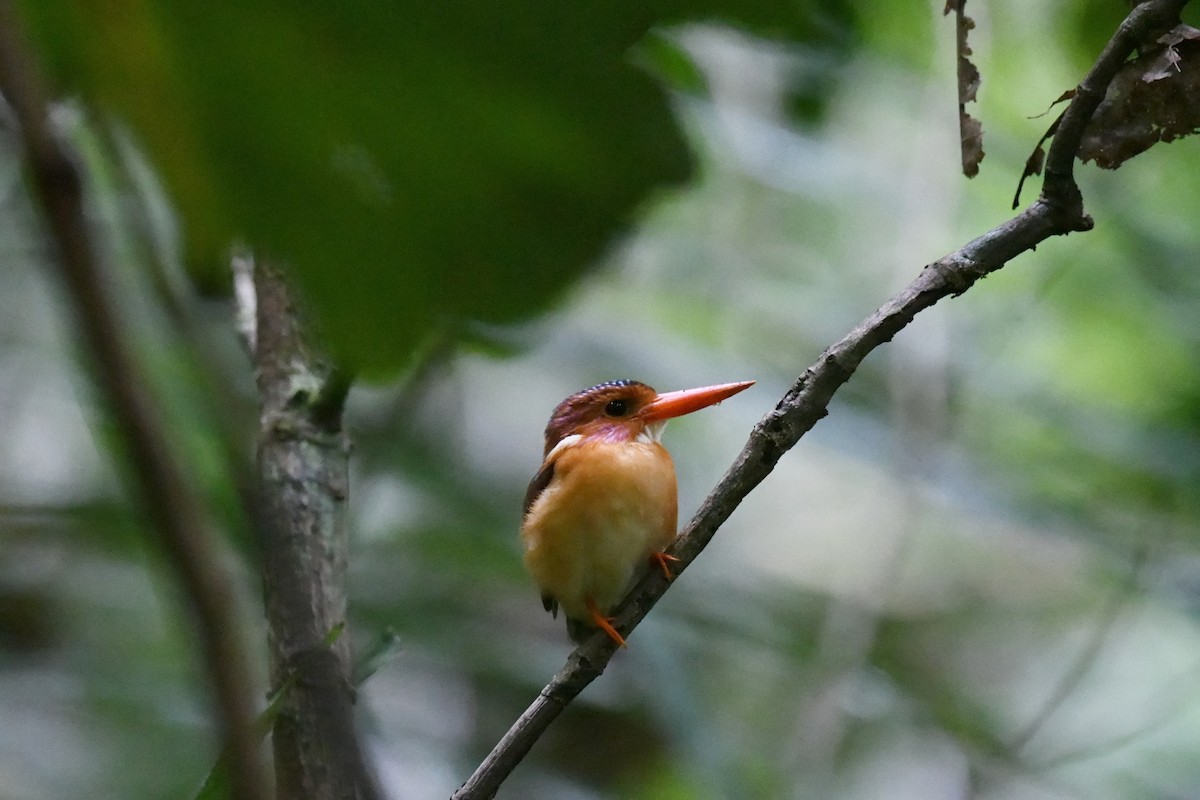Sulawesi Dwarf-Kingfisher - ML646556391