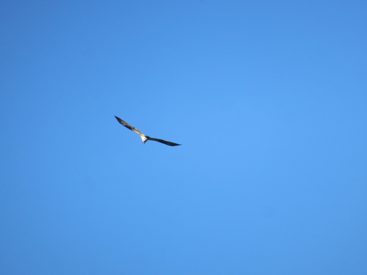 Águila Pescadora - ML646556392