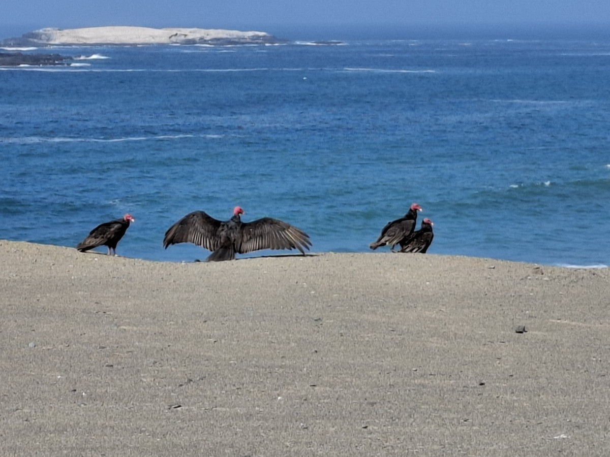 Turkey Vulture - ML646556406
