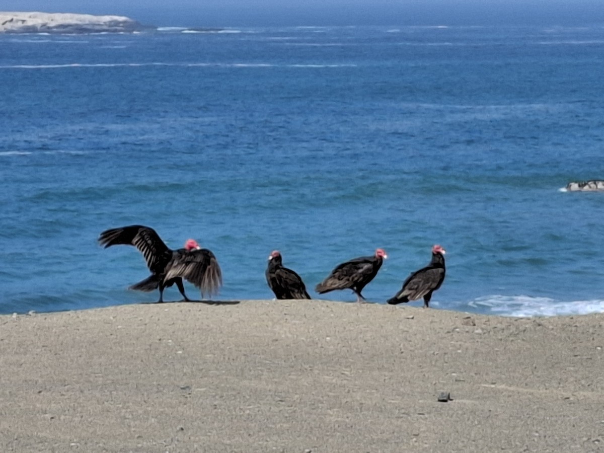 Turkey Vulture - ML646556407
