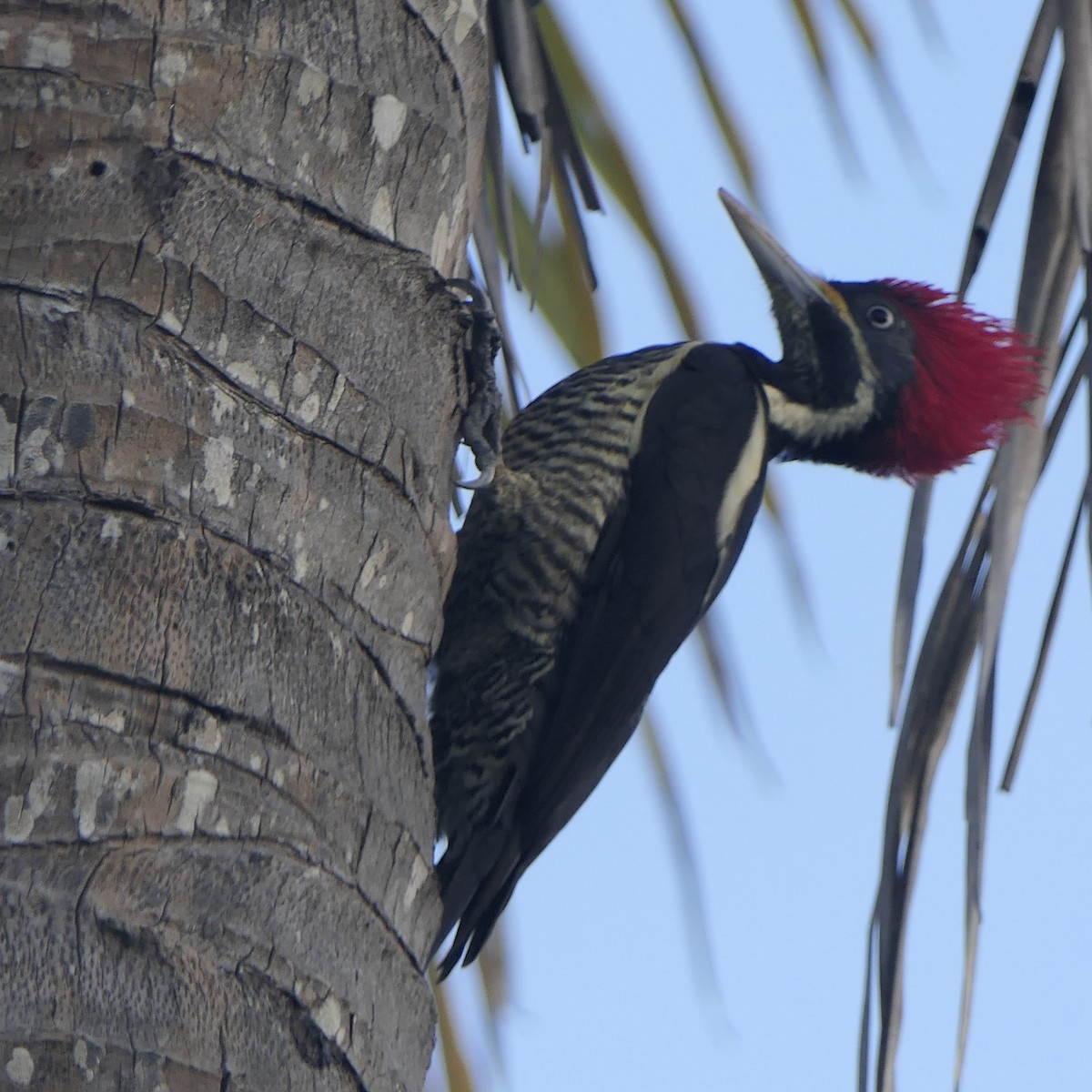 Yazılı Kara Ağaçkakan - ML646556408