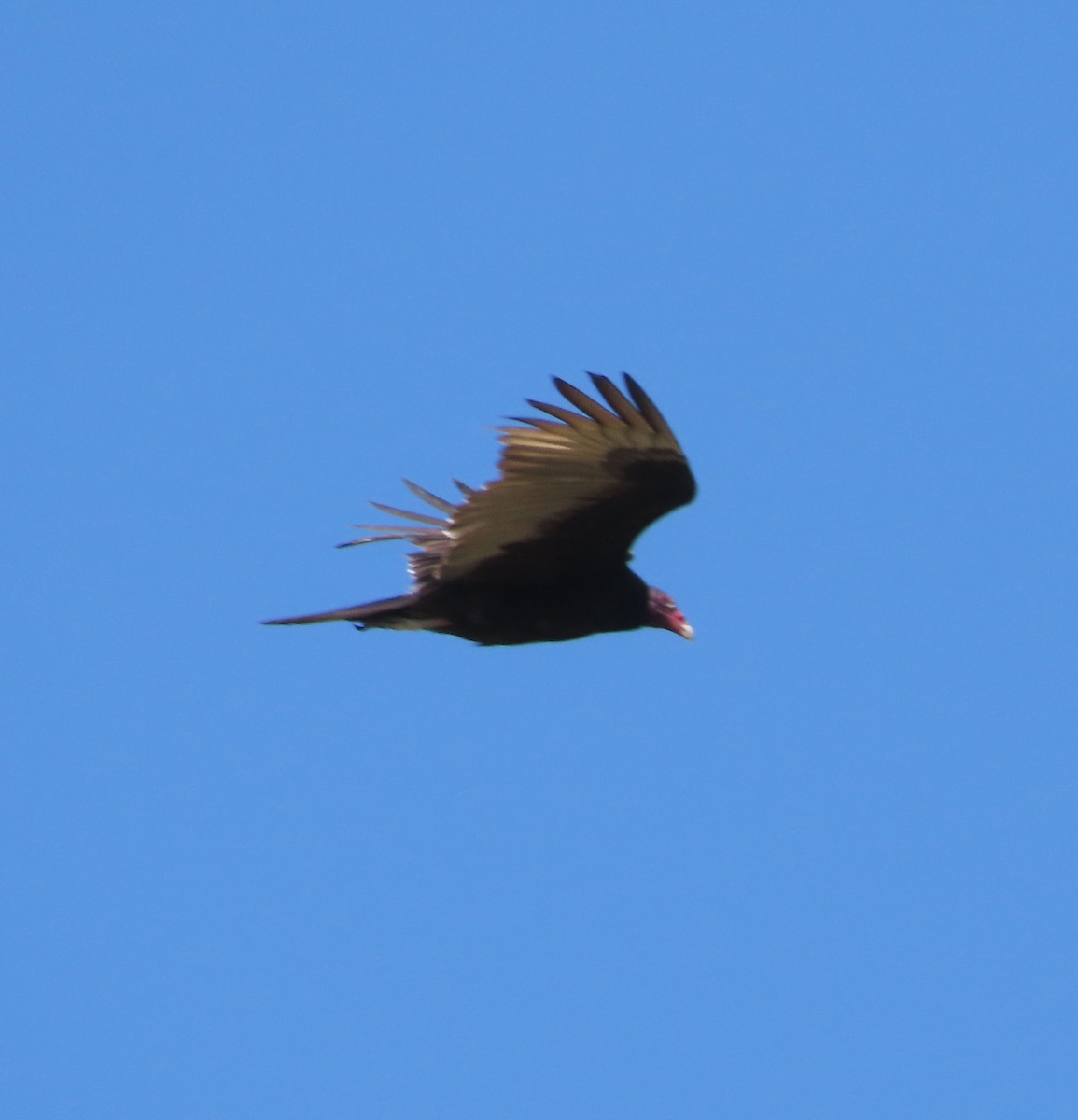 Turkey Vulture - ML646556409