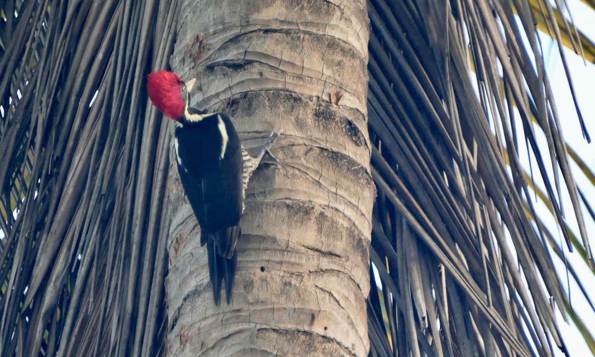 Yazılı Kara Ağaçkakan - ML646556411