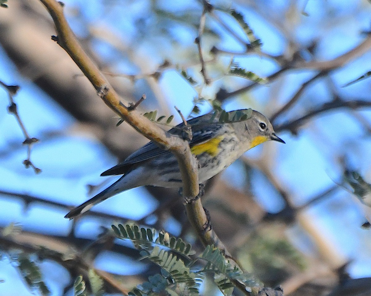 Yellow-rumped Warbler (Audubon's) - ML646556412